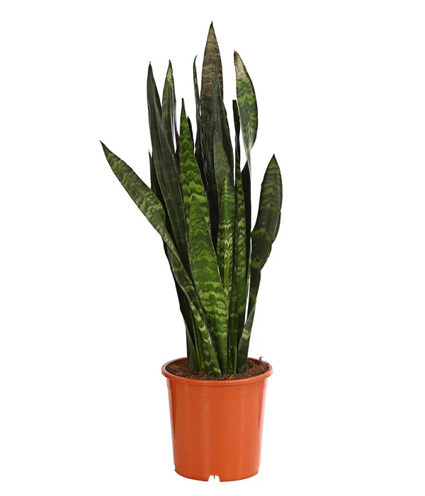 Bogenhanf - Sansevieria 'Black Coral' 1 Bogenhanf - Sansevieria 'Black Coral'
