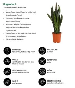 Bogenhanf - Sansevieria 'Black Coral' 8 Bogenhanf - Sansevieria 'Black Coral' -Gartenmöbelgeschäft 8776155 WE IG 001 BogenhanfSansevieriaBlackCoralT21DehnerExpressHerzig