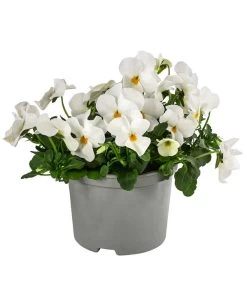 Beet- & Balkonpflanzen-Set Traum In Rosa, 6-teilig -Gartenmöbelgeschäft 8808685 WE FS ViolaCornutaWeissGelb