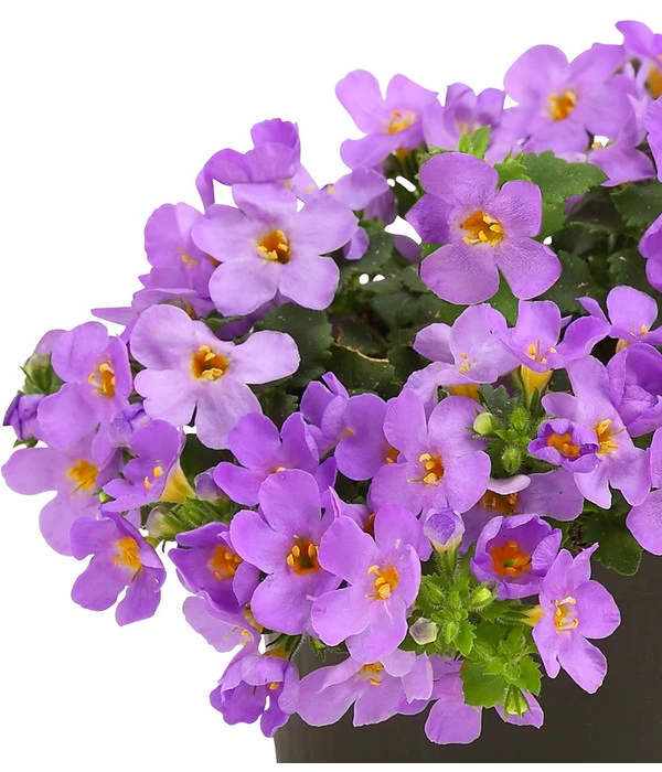 Schneeflockenblume, Blau 3 Schneeflockenblume, Blau – Bild 3