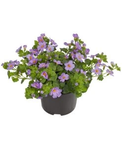 Schneeflockenblume, Blau