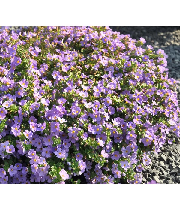 Schneeflockenblume, Blau 2 Schneeflockenblume, Blau – Bild 2