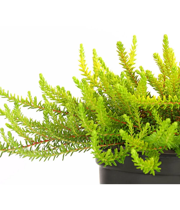 Krähenbeere 7 Krähenbeere – Bild 7