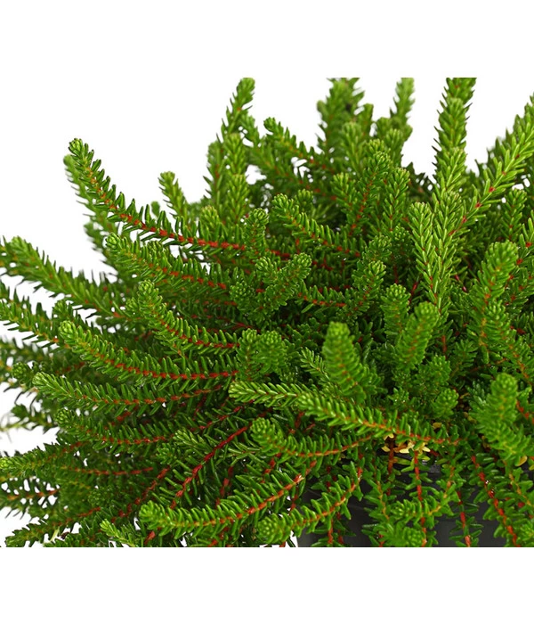 Krähenbeere 6 Krähenbeere – Bild 6