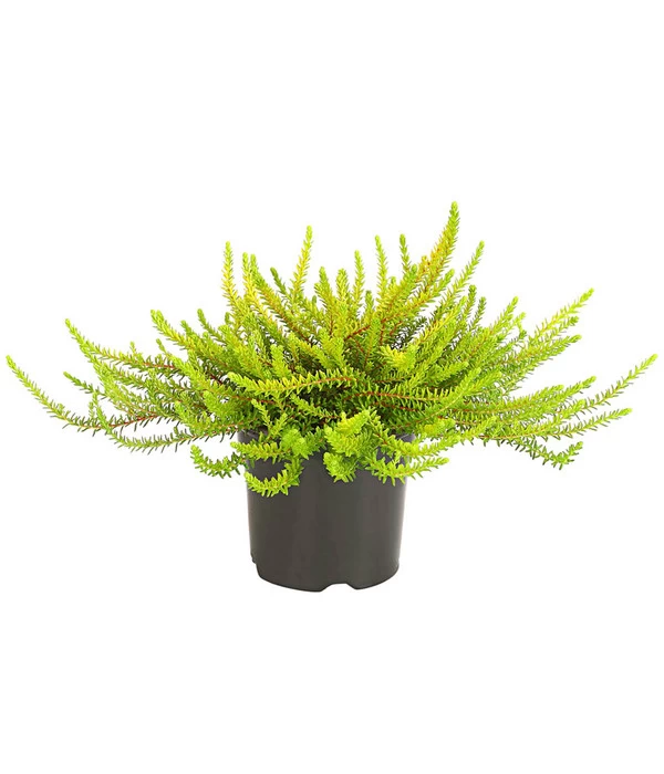 Krähenbeere 2 Krähenbeere – Bild 2