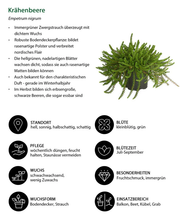 Krähenbeere 5 Krähenbeere – Bild 5