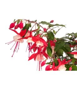 Fuchsie, Hängend -Gartenmöbelgeschäft 8812703 WE DE 001 FuchsieT12