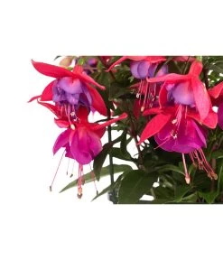 Fuchsie, Hängend -Gartenmöbelgeschäft 8812703 WE DE 002 FuchsieT12