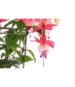 Fuchsie, Hängend -Gartenmöbelgeschäft 8812703 WE DE 003 FuchsieT12