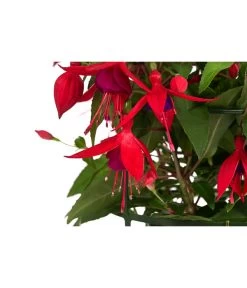 Fuchsie, Hängend -Gartenmöbelgeschäft 8812703 WE DE 004 FuchsieT12