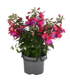 Fuchsie, Hängend -Gartenmöbelgeschäft 8812703 WE FS 002 FuchsieT12