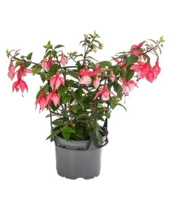 Fuchsie, Hängend -Gartenmöbelgeschäft 8812703 WE FS 003 FuchsieT12