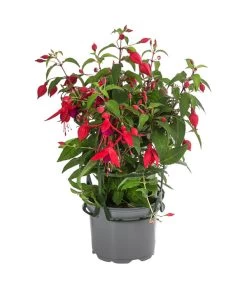 Fuchsie, Hängend -Gartenmöbelgeschäft 8812703 WE FS 004 FuchsieT12