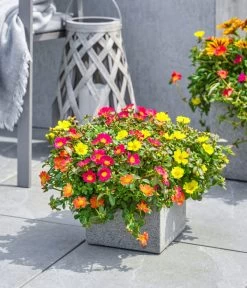 Portulakröschen -Gartenmöbelgeschäft 8817199 8827271 WE MO 002 PortulakroeschenPortulacaT11 T14Premium