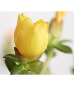 Portulakröschen -Gartenmöbelgeschäft 8817199 WE DE 003 PortulacaUmbraticolaT11