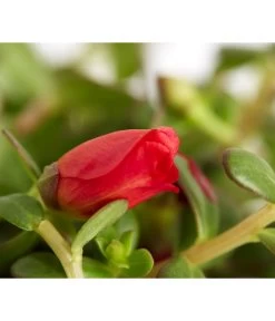 Portulakröschen -Gartenmöbelgeschäft 8817199 WE DE 004 PortulacaUmbraticolaT11