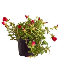 Portulakröschen -Gartenmöbelgeschäft 8817199 WE FS 003 PortulacaUmbraticolaT11