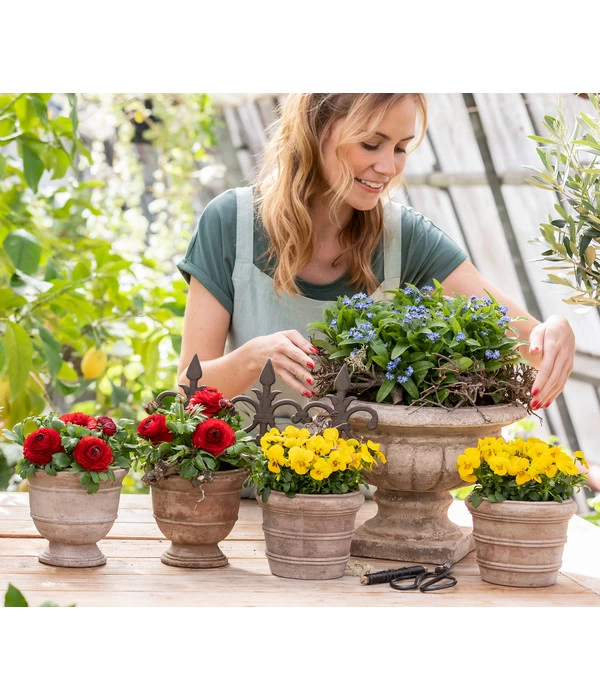 Vergissmeinnicht 2 Vergissmeinnicht – Bild 2