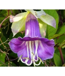 Glockenrebe -Gartenmöbelgeschäft 8821969 DE 001 CobaeaScandensPixabay