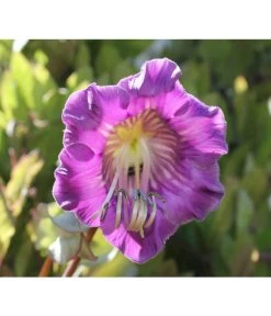 Glockenrebe -Gartenmöbelgeschäft 8821969 DE 002 CobaeaScandensPixabay