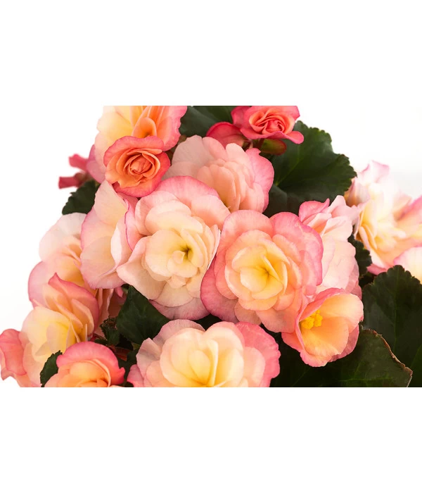 Begonie 'Cream Rose' 2 Begonie 'Cream Rose' – Bild 2