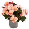Begonie 'Cream Rose'