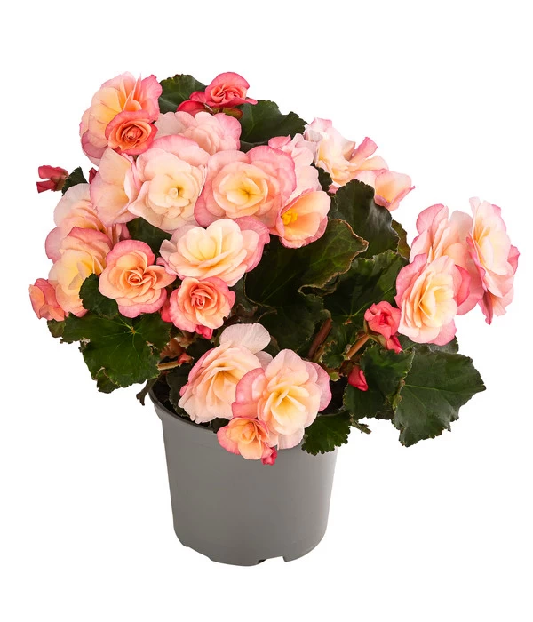 Begonie 'Cream Rose' 1 Begonie 'Cream Rose'