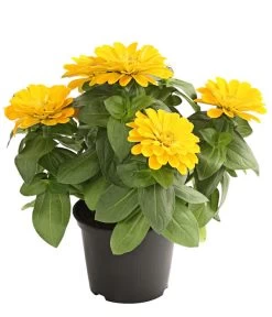 Zwergzinnie, Verschiedene Sorten