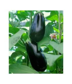 Dehner Gourmet Garten Aubergine, Veredelt -Gartenmöbelgeschäft 8830051 BildFS 001 AubergineCarmenGgAubergineCarmen