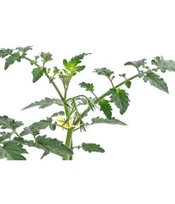 Zuckertomate, Orange -Gartenmöbelgeschäft 8830101 WE DE 003 ZuckertomateOrangeResistent