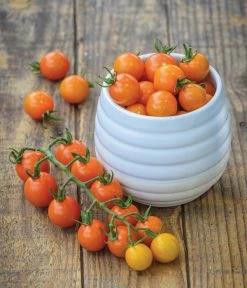 Zuckertomate, Orange -Gartenmöbelgeschäft 8830101 WE MO 002 Zuckertomate