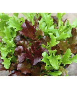 Bio Schnittsalat Im Pottburri®-Topf 5 Bio Schnittsalat Im Pottburri®-Topf -Gartenmöbelgeschäft 8830309 WE FS 001 BioPBSchnittsalat