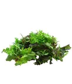 Bio Asia Wildkräuter Im Pottburri®-Topf -Gartenmöbelgeschäft 8830473 WE DE 002 BioPBAsiaWildkraeuter