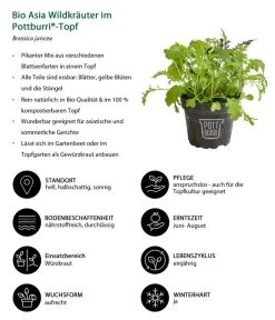 Bio Asia Wildkräuter Im Pottburri®-Topf -Gartenmöbelgeschäft 8830473 WE IG 001 BioAsiaWildkraeuterimPottburriTopf