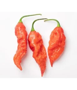 Geisterchili 7 Geisterchili -Gartenmöbelgeschäft 8830630 WE DE 001 IndischerGeisterchili