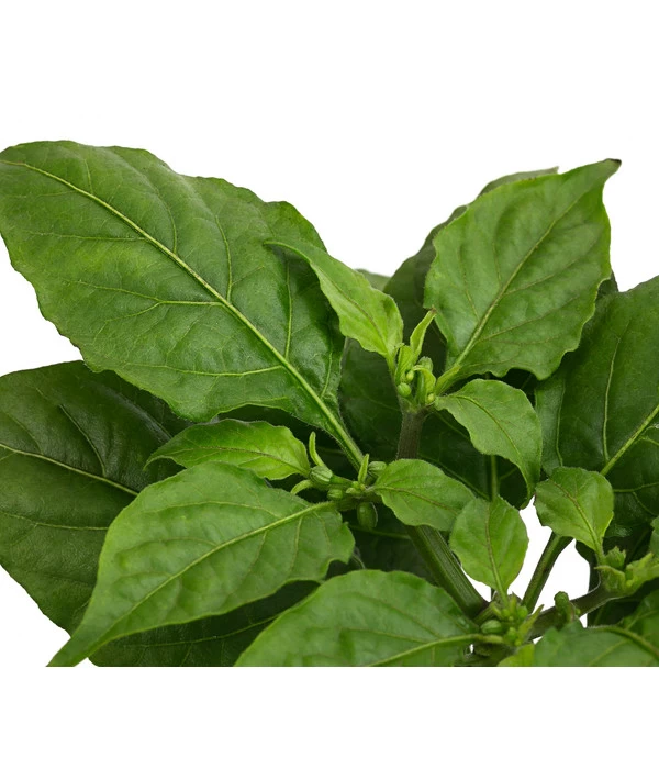 Geisterchili 5 Geisterchili – Bild 5