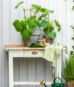 Schlangengurke -Gartenmöbelgeschäft 8830663 WE MO 002 Gurke CucurbitaePepoZucchiniGruen 1