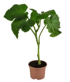 Neue Veröffentlichungen -Gartenmöbelgeschäft 8830788 WE FS 001 Schlangengurke