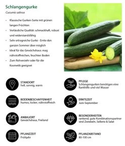 Schlangengurke -Gartenmöbelgeschäft 8830788 WE IG 001 Schlangengurke