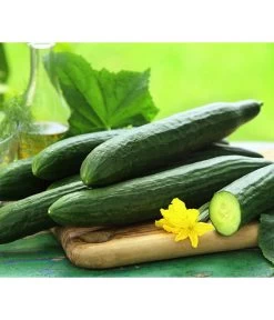 Neue Veröffentlichungen 9 Schlangengurke