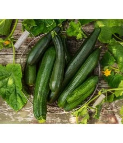 Schlangengurke -Gartenmöbelgeschäft 8831000 8830788 WE MO 001 GurkeZucchini