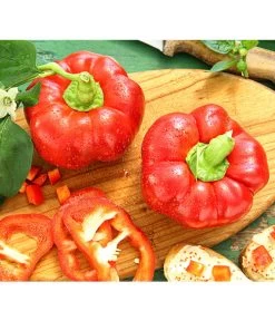 Neue Veröffentlichungen 14 Dehner Gourmet Garten Tomatenpaprika