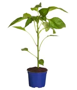 Neue Veröffentlichungen -Gartenmöbelgeschäft 8831562 WE FS 001 PaprikaTommyT12DehnerExpressZS