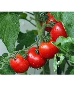 Neue Veröffentlichungen 18 Bioland Buschtomate