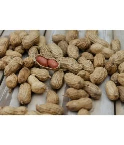 Neue Veröffentlichungen 7 Bioland Erdnuss