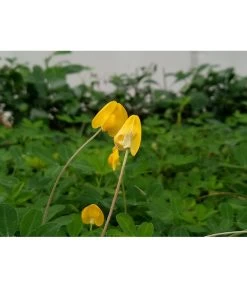 Neue Veröffentlichungen -Gartenmöbelgeschäft 8834400 PR MO 002 BioErdnussPixabay