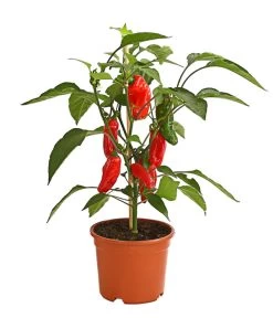 Pick-a-Pep® Snackpaprika Mit Früchten