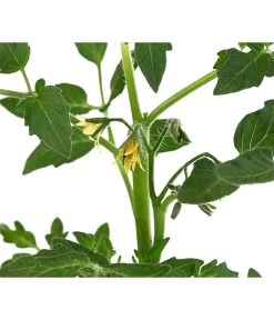 Tomate 'Previa' -Gartenmöbelgeschäft 8839136 WE DE 001 TomatePrevia