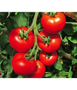 Neue Veröffentlichungen 16 Tomate 'Previa'