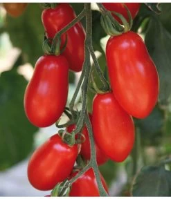 Mini San-Marzano Tomate 'Trilly' -Gartenmöbelgeschäft 8839144 we DE 001 TomateTrilly